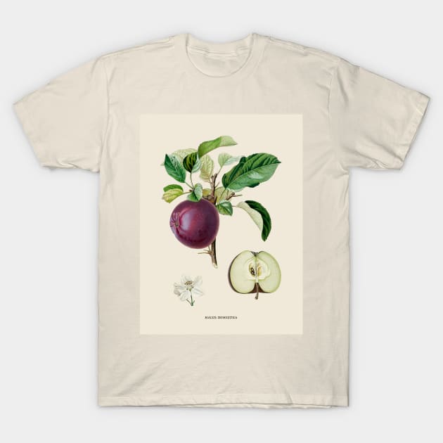 Apple Antique Botanical Illustration T-Shirt by Antiquated Art